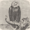BIRDS. White-headed sea-eagle 1895 old antique vintage print picture