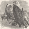 BIRDS. African sea-eagle 1895 old antique vintage print picture