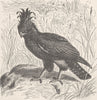 BIRDS. African crested eagle 1895 old antique vintage print picture