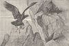BIRDS. Golden eagle's eyrie 1895 antique vintage print picture