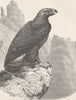 BIRDS. Immature golden eagle 1895 antique vintage print picture