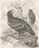 BIRDS. Spotted eagle 1895 old antique vintage print picture