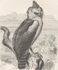 BIRDS. Guianan harpy-eagle 1895 old antique vintage print picture