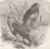 BIRDS. Rough-legged buzzard 1895 old antique vintage print picture