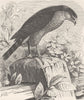 BIRDS. Sparrow-hawk 1895 old antique vintage print picture