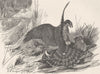 RABBITS. Adult goshawk rabbit-hawking 1895 old antique vintage print picture