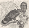 HAWKS. African naked-cheeked; many-zoned whistling 1895 old antique print