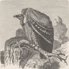 BIRDS. Ruppell's vulture 1895 old antique vintage print picture