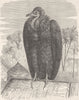 BIRDS. Pileated vulture 1895 old antique vintage print picture
