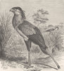 BIRDS. Secretary-vulture 1895 old antique vintage print picture