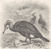 BIRDS. Common Cormorant 1895 old antique vintage print picture