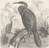 BIRDS. African darter 1895 old antique vintage print picture