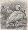 BIRDS. European pelican 1895 old antique vintage print picture