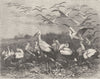 BIRDS. Storks assembling for migration 1895 old antique vintage print picture