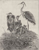 BIRDS. Grey herons and their nest 1895 old antique vintage print picture