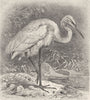 BIRDS. Great white heron 1895 old antique vintage print picture