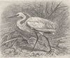 BIRDS. Little egret 1895 old antique vintage print picture