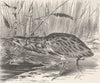 BIRDS. Common bittern in its various postures  1895 old antique print picture