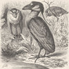 BIRDS. Boat-billed heron 1895 old antique vintage print picture