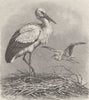 BIRDS. White stork 1895 old antique vintage print picture
