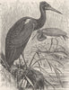 BIRDS. White-bellied stork 1895 old antique vintage print picture