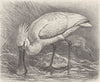 BIRDS. White spoonbill 1895 old antique vintage print picture