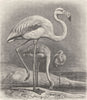 BIRDS. European flamingoes 1895 old antique vintage print picture