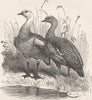 BIRDS. Male & female half-bred upland geese 1895 old antique print picture
