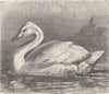 BIRDS. Whistling swan 1895 old antique vintage print picture