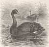 BIRDS. Black swan 1895 old antique vintage print picture
