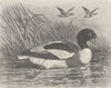 BIRDS. Common sheldrake 1895 old antique vintage print picture