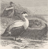 BIRDS. Eider-ducks and nest 1895 old antique vintage print picture