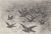BIRDS. A flight of pigeons 1895 old antique vintage print picture