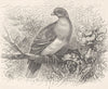 BIRDS. Abyssinian Walia-pigeon 1895 old antique vintage print picture