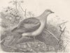 BIRDS. Nutmeg-pigeon 1895 old antique vintage print picture