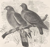BIRDS. Wood-pigeon and stock-dove 1895 old antique vintage print picture