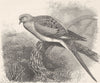 BIRDS. Passenger-pigeon 1895 old antique vintage print picture