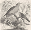 TURTLES. Domestic turtle-dove & African ground-  1895 old antique print