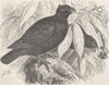 BIRDS. Tooth-billed pigeon 1895 old antique vintage print picture