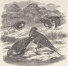 GROUSE. Flock of pin-tailed sand- 1895 old antique vintage print picture