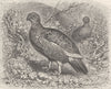 GROUSE. Willow-in summer dress  1895 old antique vintage print picture