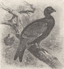 ANIMALS. Hybrid between blackcock & capercaillie  1895 old antique print