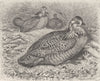 BIRDS. Prairie-hens 1895 old antique vintage print picture