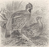 GROUSE. Ruffed grouse 1895 old antique vintage print picture