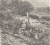 BIRDS. A covey of grey partridges 1895 old antique vintage print picture