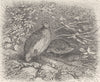 BIRDS. Common quail 1895 old antique vintage print picture