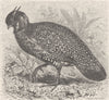 BIRDS. Crimson tragopan 1895 old antique vintage print picture