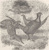 BIRDS. Bouquet of common pheasants  1895 old antique vintage print picture