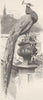 BIRDS. Peacock 1895 old antique vintage print picture