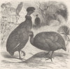 BIRDS. Crested & common guinea-fowls  1895 old antique vintage print picture